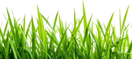 Vibrant Green Blades Of Fresh Grass Isolated On A Transparent Background Close Up Texture png