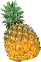 Ripe pineapple with green leaves isolated on A detailed close up view of a single pineapple png