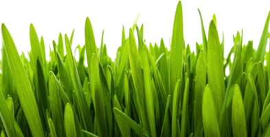 Vibrant Green Blades Of Fresh Grass In A Detailed Close Up Against A Pure Transparent Background png