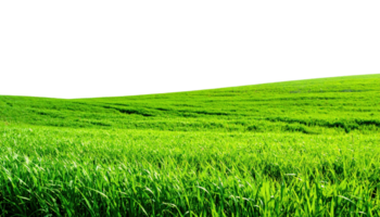 Bright green field with a close up of vibrant grass blades and a soft rolling hillside transparent png