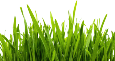 Close Up Of Vibrant Green Grass Blades With Tiny Water Droplets Against A Transparent Background png
