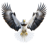 Majestic eagle with outstretched wings soars gracefully, showcasing its powerful presence and keen gaze. detailed feathers and sharp talons highlight its strength and elegance png
