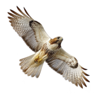 Majestic hawk soars through sky with its wings fully spread, showcasing its impressive plumage and keen gaze. bird powerful presence is both graceful and commanding png