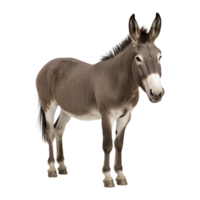 Brown donkey stands on transparency background, showcasing its distinctive long ears and sturdy build. donkey calm expression and natural posture highlight its gentle nature png