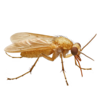 Close up image of golden colored fly with detailed wings and body structure, showcasing its intricate features. fly texture and color are highlighted against plain background png