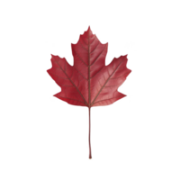 Vibrant red maple leaf with detailed veins and smooth texture, symbolizing autumn and nature beauty. leaf is isolated on transparency background, highlighting its intricate shape png