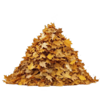 Pile of vibrant autumn leaves in shades of orange and yellow creates warm and seasonal atmosphere. leaves are stacked in triangular shape, evoking sense of fall png