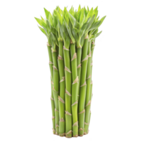 Bundle of fresh green bamboo stalks with vibrant leaves, symbolizing growth and nature, isolated on transparency background png