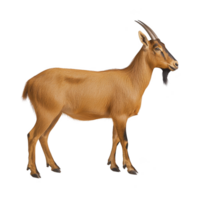 Brown goat with curved horns stands in profile, showcasing its textured fur and distinctive beard. goat alert expression and sturdy stance highlight its natural grace and adaptability png