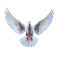 White dove with outstretched wings gracefully soars against clear background, symbolizing peace and freedom. Its feathers are detailed and pristine, creating serene and uplifting image png
