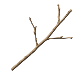 enda torr träd gren med flera olika utlöpare, isolerat på genomskinlighet bakgrund, visa upp dess naturlig textur och enkelhet png