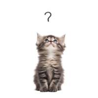 Curious fluffy kitten with striped fur looks up at question mark, conveying sense of wonder and playfulness. background is plain, highlighting kitten expression png