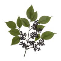 Branch with green leaves and clusters of small, dark berries is depicted, showcasing natural and organic appearance. detailed texture of leaves and berries adds realistic touch png