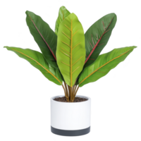 Vibrant green potted plant with large, broad leaves is displayed in sleek white pot, adding touch of nature and freshness to any indoor space png
