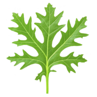 Vibrant green papaya leaf with distinct lobes and veins, isolated on transparency background, showcasing its natural texture and intricate pattern png