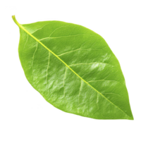 Vibrant green leaf with visible veins and smooth texture, isolated on transparency background, showcasing nature simplicity and beauty png