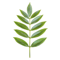 Single green compound leaf with multiple leaflets arranged symmetrically on central stem, isolated on transparency background. leaf vibrant color and detailed texture are clearly visible png