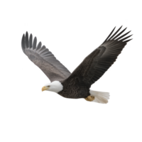 Majestic bald eagle soars through sky with its wings fully extended, showcasing its powerful presence and keen gaze. bird white head contrasts with its dark brown body, symbolizing freedom png