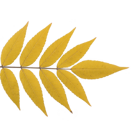 Yellow autumn leaves arranged in symmetrical pattern, showcasing beauty of nature seasonal change. vibrant color and detailed texture highlight leaf structure png