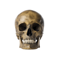 Realistic human skull with weathered, aged appearance is depicted against plain background, showcasing detailed bone structure and texture. image evokes sense of mystery and history png