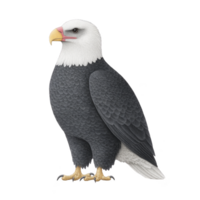 Majestic bald eagle with white head and tail, dark brown body, and yellow beak stands proudly, symbolizing strength and freedom. Its sharp gaze and detailed feathers are striking png