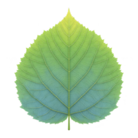 Vibrant green leaf with gradient from light to dark green, showcasing detailed veins and symmetrical shape. leaf texture and color create fresh and natural appearance png