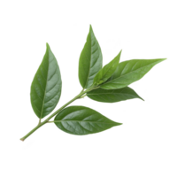 Vibrant green branch with five glossy leaves, showcasing natural beauty and freshness against plain background. leaves have smooth texture and pointed tips, emphasizing their healthy appearance png
