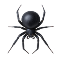 Close up image of black spider with round body and detailed texture, showcasing its legs and intricate features. spider is isolated on transparency background, highlighting its unique appearance png