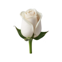 Single elegant white rose with lush green leaves, symbolizing purity and grace, isolated on transparency background. delicate petals and vibrant stem create serene and timeless beauty png