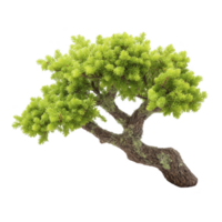 Lush green bonsai tree with twisted trunk and dense foliage, showcasing intricate branch patterns. vibrant leaves create sense of tranquility and natural beauty png