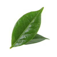 Fresh green leaf with water droplets on its surface, showcasing its vibrant color and natural texture. leaf is isolated on transparency background, highlighting its details png