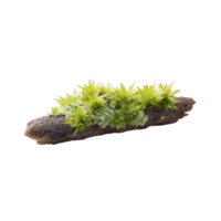Small piece of wood is covered with vibrant green moss and lichen, creating natural and earthy texture. combination of wood and plant life evokes sense of tranquility and connection to nature png