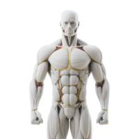 Detailed anatomical illustration of human muscular system, showcasing front view of male figure with clearly defined muscles and tendons. image highlights complexity and structure of human anatomy png