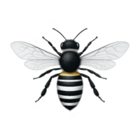 Detailed illustration of bee with transparent wings and striped black and white body, showcasing its intricate anatomy. bee is depicted in realistic style against plain background png