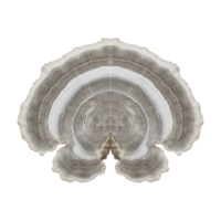 Close up of cross section of tree trunk reveals intricate growth rings and natural patterns, showcasing beauty of nature design. concentric circles highlight tree age and history png