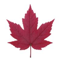 Vibrant red maple leaf with detailed veins, symbolizing autumn and nature beauty. leaf intricate texture and bold color evoke sense of tranquility and seasonal change png