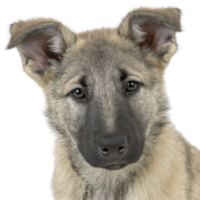 Cute, attentive puppy with fluffy coat and expressive eyes looks directly at camera, showcasing its playful and curious nature png