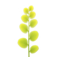 Vibrant green plant stem with round leaves arranged symmetrically, isolated on transparency background, showcasing nature simplicity and elegance png