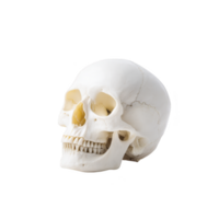 Human skull model is displayed against transparency background, showcasing its anatomical features and structure. skull is angled slightly to side, highlighting jaw and eye sockets png