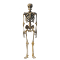 Human skeleton model stands upright, showcasing bones such as skull, ribcage, and pelvis. anatomical structure is detailed, highlighting skeletal system complexity png