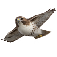 Majestic hawk soars through sky, showcasing its impressive wingspan and sharp gaze. bird detailed feathers and focused expression highlight its grace and power in flight png