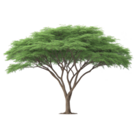 Lush green acacia tree with wide canopy and slender trunk stands isolated on transparency background, showcasing its natural beauty and intricate branch structure png