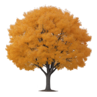 Vibrant tree with bright orange leaves stands alone, showcasing beauty of autumn. foliage is dense and full, creating striking contrast against bare branches beneath png