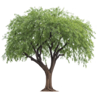 Lush, green tree with wide canopy and sturdy trunk stands alone, showcasing its vibrant foliage and natural beauty. tree branches spread out gracefully, creating serene and peaceful atmosphere png