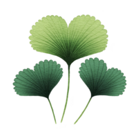 Three green ginkgo leaves with textured appearance are arranged in fan like pattern, showcasing varying shades of green. leaves have delicate, scalloped edge, creating natural and serene aesthetic png