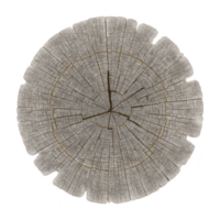 Cross section of tree trunk reveals detailed growth rings, showcasing natural texture and age of wood. concentric circles highlight tree history and environmental conditions png