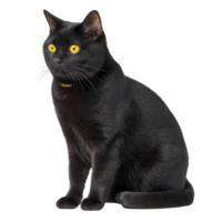 Black cat with striking yellow eyes sits attentively, exuding sense of mystery and elegance. Its sleek fur and poised posture create captivating presence png