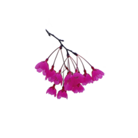 Cluster of vibrant pink cherry blossoms hangs delicately from branch, showcasing their vivid color and intricate petals against plain background. blossoms evoke sense of springtime beauty png