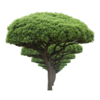 Lush, green tree with unique, layered canopy stands tall, showcasing its vibrant foliage and sturdy trunk. tree distinctive shape and rich greenery create striking natural display png