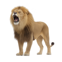 Majestic lion stands with fierce roar, showcasing its powerful mane and strong posture. lion expression is intense, highlighting its role as dominant predator in wild png